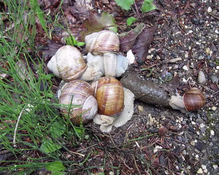 PXL117 Vous ne regarderez plus les escargots de la même façon :o)