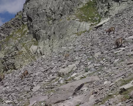 Cinq chamois Cinq chamois