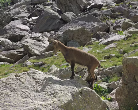 Chamois Chamois