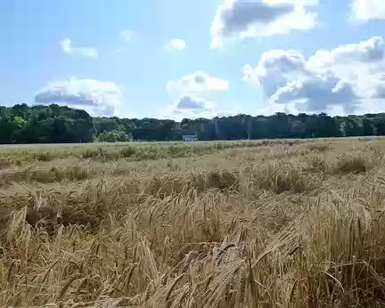 PXL003 Les blés arrivés aujourd'hui à maturité
