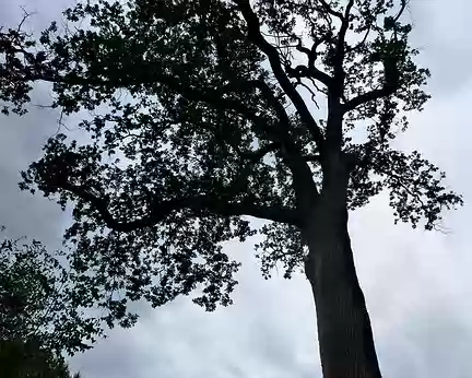 PXL041 arbre remarquable