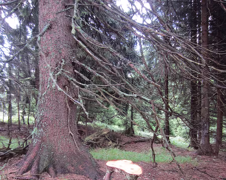 PXL024 étonnante nature ;-)