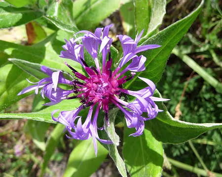 PXL006 Parenthèse florale.