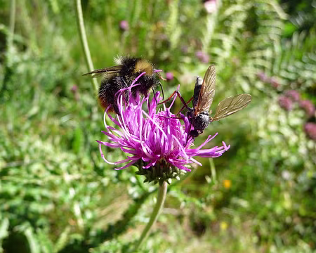 PXL041 Parenthèse florale.