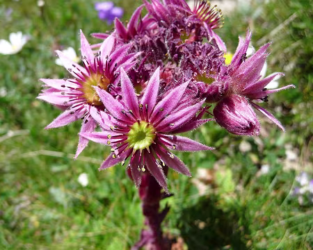 PXL043z1237 Parenthèse florale.