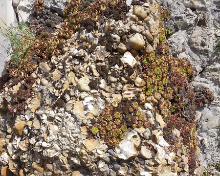 PXL017 Poudingue, roche sédimentaire détritique constituée d'anciens galets