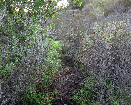 PXL037 Maquis méchant