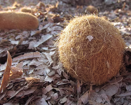 PXL104 Boules de posidonies