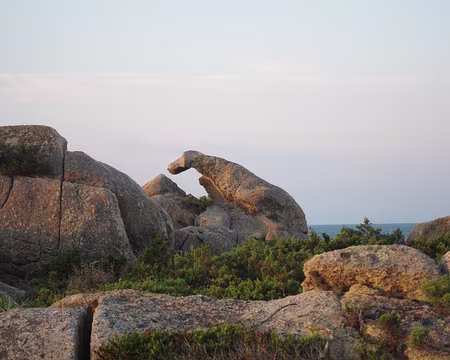 PXL109 Chien de chasse