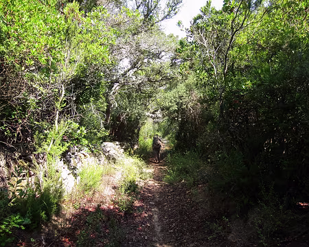 PXL116 … et on retrouve un beau chemin creux au nord de Pianottoli