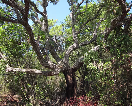 PXL117 Chêne liège