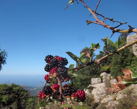 PXL130 Mûres nombreuses sur le parcours en Cagna