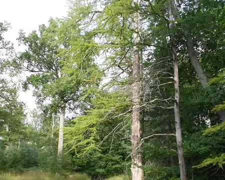 PXL000 Mare aux Cerfs (n° 1) et cyprès chauves , conifères à pneumatophores (racines aériennes se dressant comme des stalagmites) se développant dans les zones...