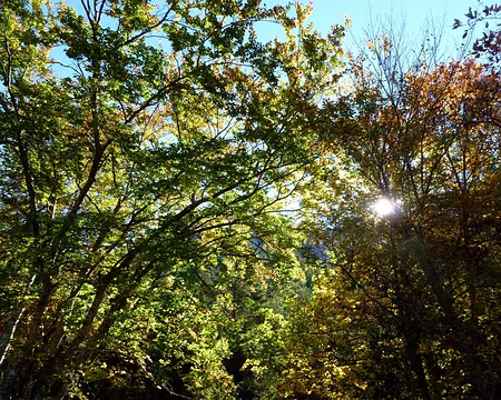 PXL025 Des forêts denses et la rousseur automnale qui les caractérisera pendant toute la semaine.