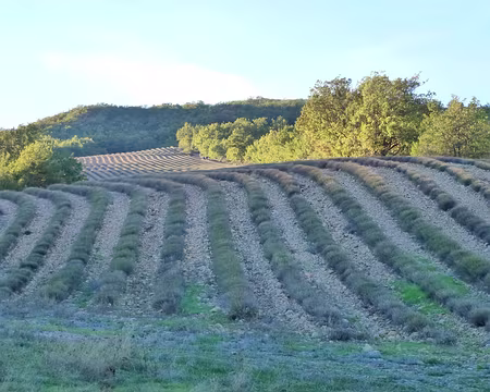 PXL040 Cultures de lavande sous le soleil automnal de fin de journée