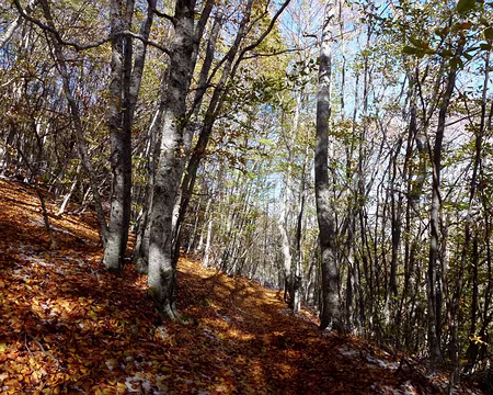 PXL052 Neige, feuilles mortes et ciel bleu sont un ravissement pour les yeux et le moral.