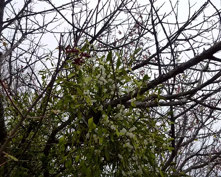 PXL072 Encore un compagnon omniprésent de notre randonnée : le gui, saison oblige.