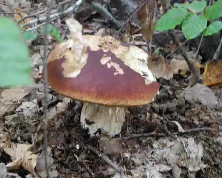 PXL002 cep de Bordeau