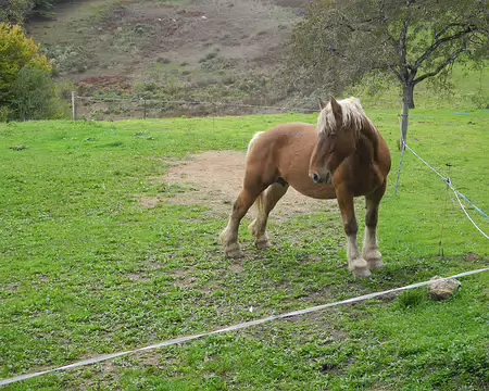PXL003 demi percheron