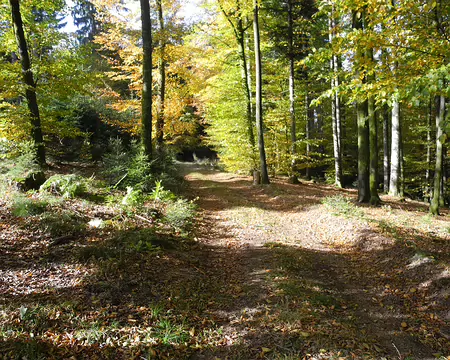 PXL018 forêt du Morvant