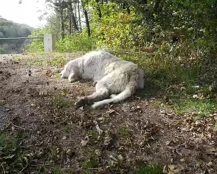 PXL022 notre compagnon pendant 15 km