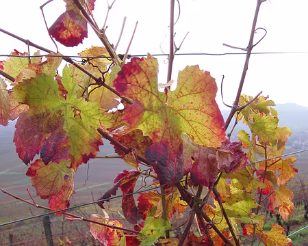 PXL012 nous admirons les couleurs d'automne…