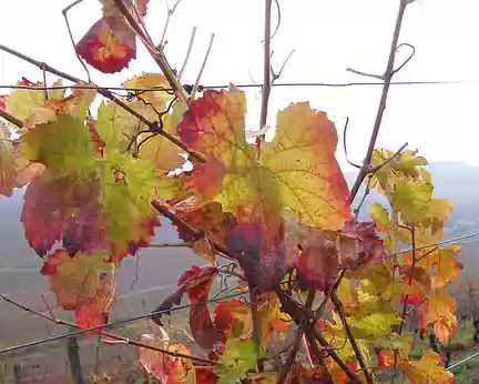 PXL012 nous admirons les couleurs d'automne…