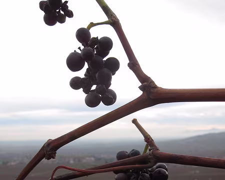 PXL013 … du vignoble.