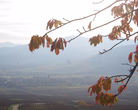 PXL040 À Kientzheim, nous dégusterons plusieurs cépages et grands crus chez Schmitt-Carrer…