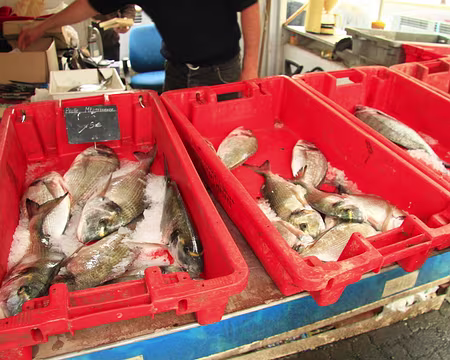 PXL014 Daurades fraichement pêchées.