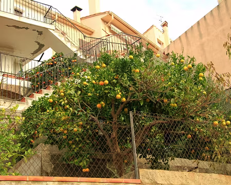 PXL060 Bientôt le jus.