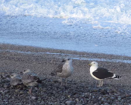 PXL042 goélands marins