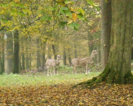 PXL006 ...et sa réserve zoologique