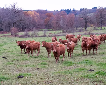 PXL002 Quelques limousines