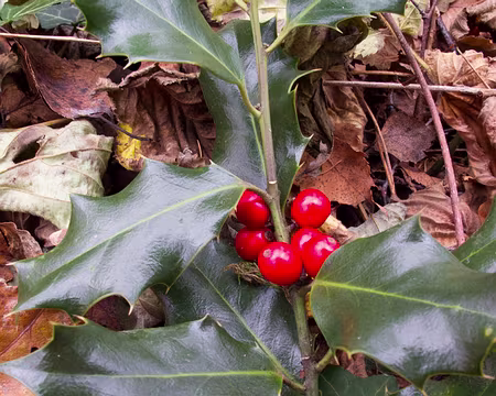 PXL019 Houx en novembre, Noël en décembre