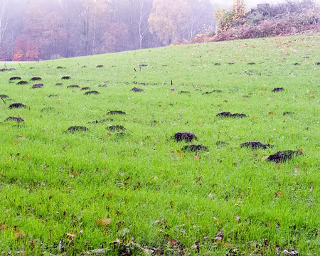 PXL028 Taupes du Limousin