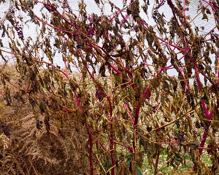 PXL051 Le Limousin également colonisé par les Phytolaques