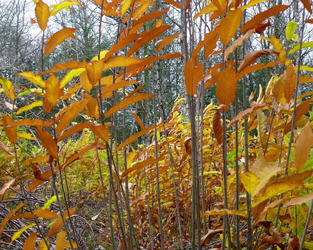 PXL080 et on s'est dit