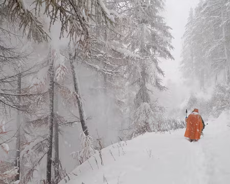 PXL007 Les arbres s'ébrouent à notre passage en fines particules.