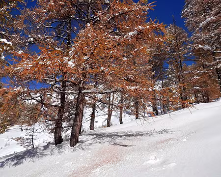 PXL023 Les mélèzes flamboient.