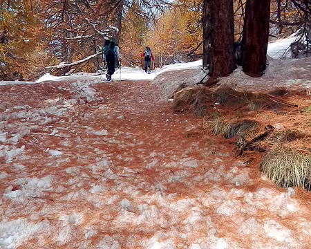 PXL041 Les aiguilles au sol font une fourrure fauve.