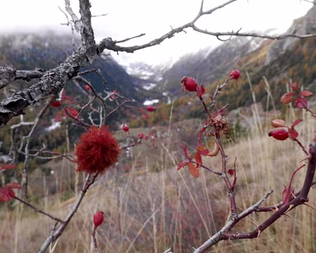 PXL097 Automne, le vrai.