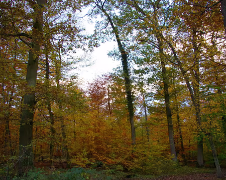 PXL006 ...aux couleurs automnales.