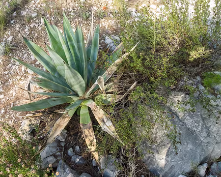 MCCb Agave américaine