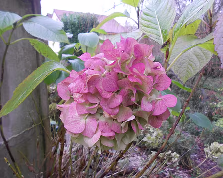 PXL004 Hortensia