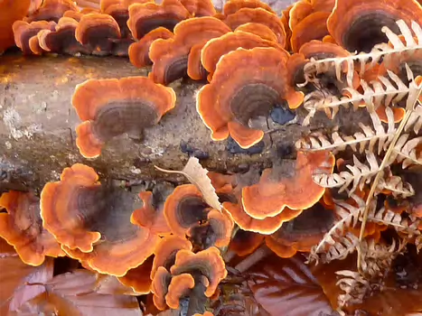 2012-12 Fontainebleau