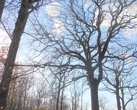 PXL010 Le Chêne des Missions...