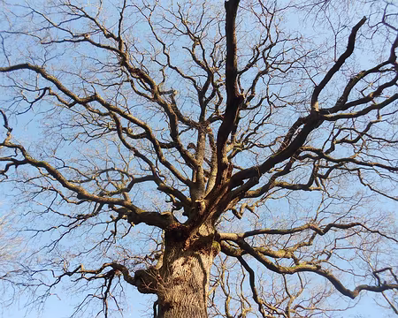 PXL012 Chêne des Missions