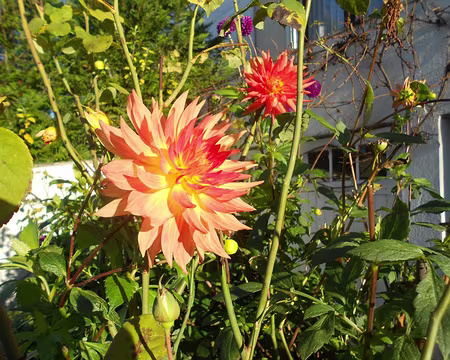 PXL017 Dahlia