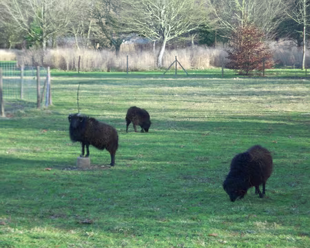 PXL016 Moutons d'Ouessant